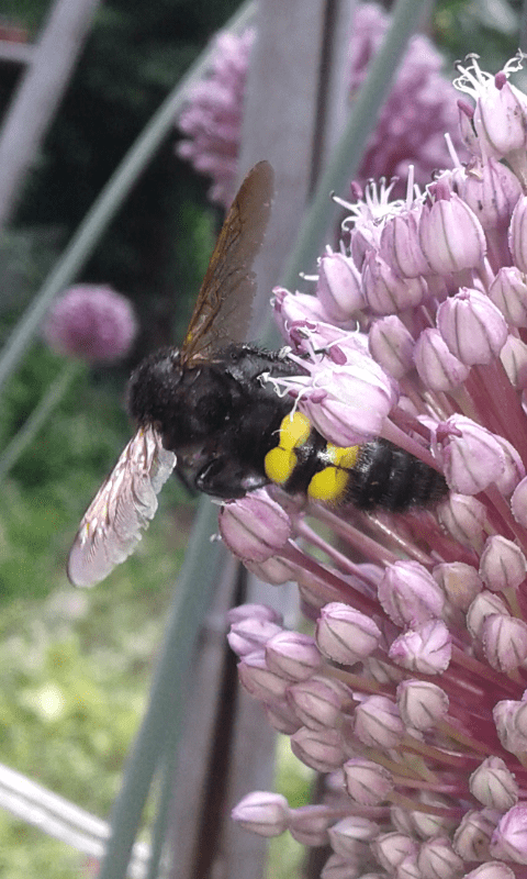 Maschio di Megascolia maculata (Scoliidae) ?  S